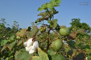 cotton - Unli in the Philippines